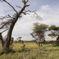 campamentos móviles de safaris en tanzania 9