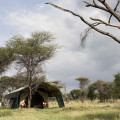 campamentos móviles de safaris en tanzania 16