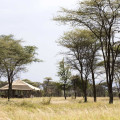 campamentos móviles de safaris en tanzania 18
