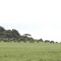 olduvai tented lodge 1
