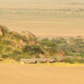 olduvai tented lodge 2