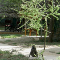 Tarangire Safari Lodge 23