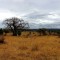 viajar a serengeti44