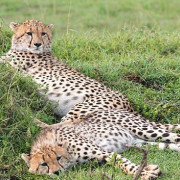 Reserva de Masai Mara26