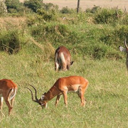 Reserva de Masai Mara57
