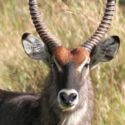 Reserva de Masai Mara60